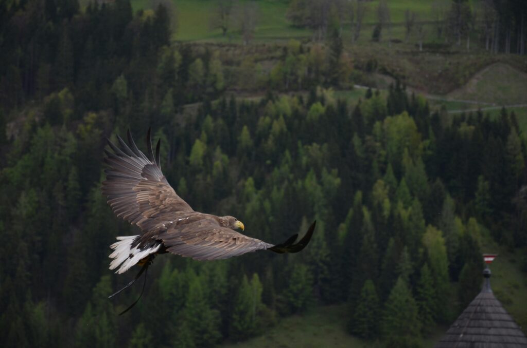 Eagle soaring above forest landscape symbolizing financial independence steps, freedom, and growth.